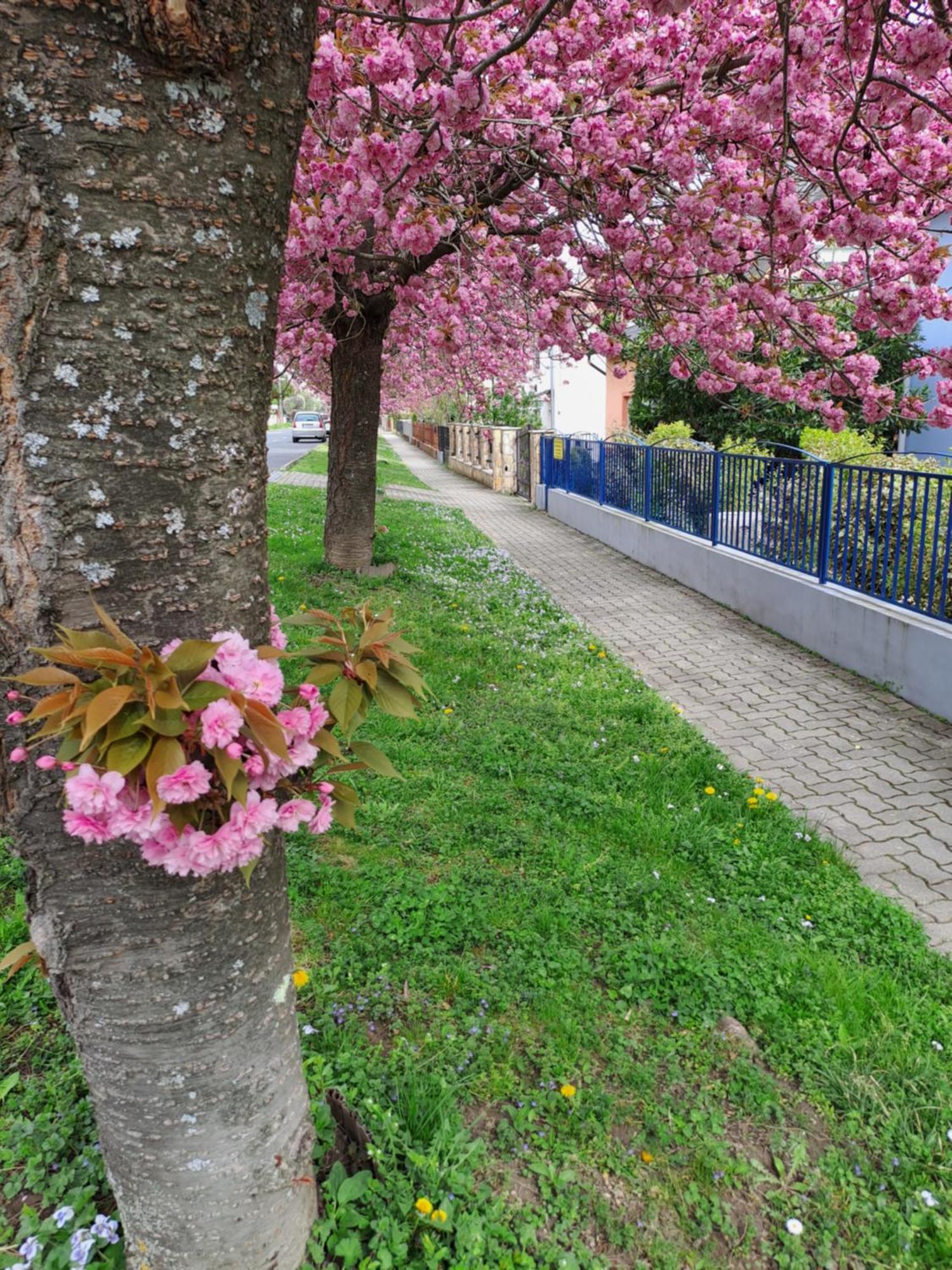 Laguna Apartmanhaz Hévíz Exterior foto